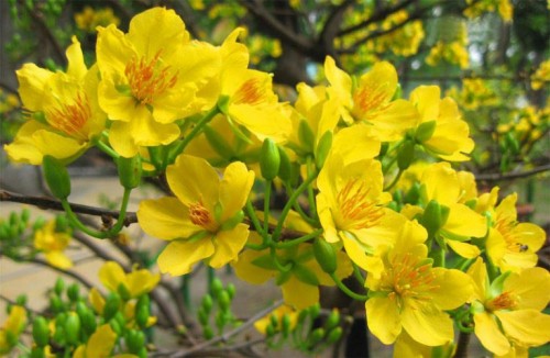 THE BEAUTY OF YELLOW APRICOT FLOWER : GRACEFUL AND SHINING